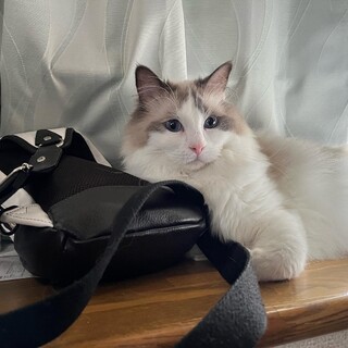 愛嬌な純血ラグドールの男の子里親募集