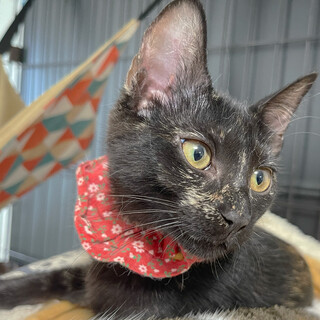 ３ヶ月【愛くるしいサビちゃん】かわいい✨