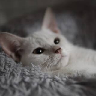 宮古島から来た白猫「さらら」ちゃん