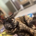 3歳の大きなサビ猫です