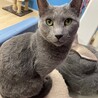 ロシアンブルーの男の子です！ サムネイル2