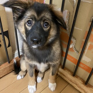 穏やか＊ラクの家族を探しています。