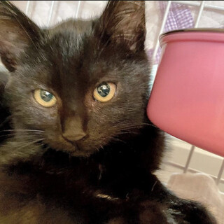 TNR現場で保護！中毛の黒猫、生後2.5ヶ月