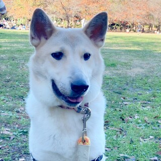 心はまだまだ子犬！ふわふわMIX芽吹(いぶき)