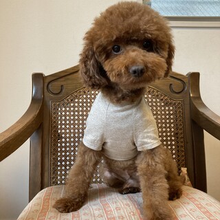 元気一杯で甘えん坊★トイプードル6才オス