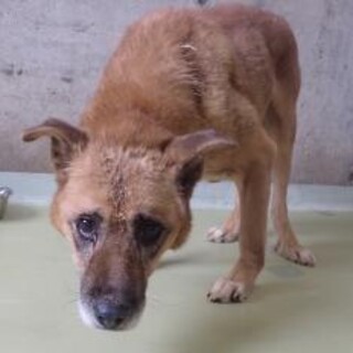 穏やかなお爺ちゃん「八（ハチ）くん」