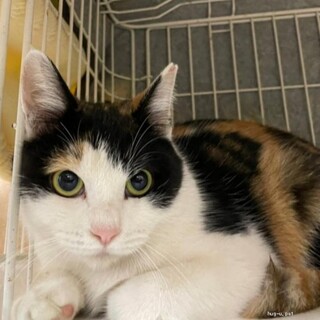 人馴れ抜群 ミケ子さん