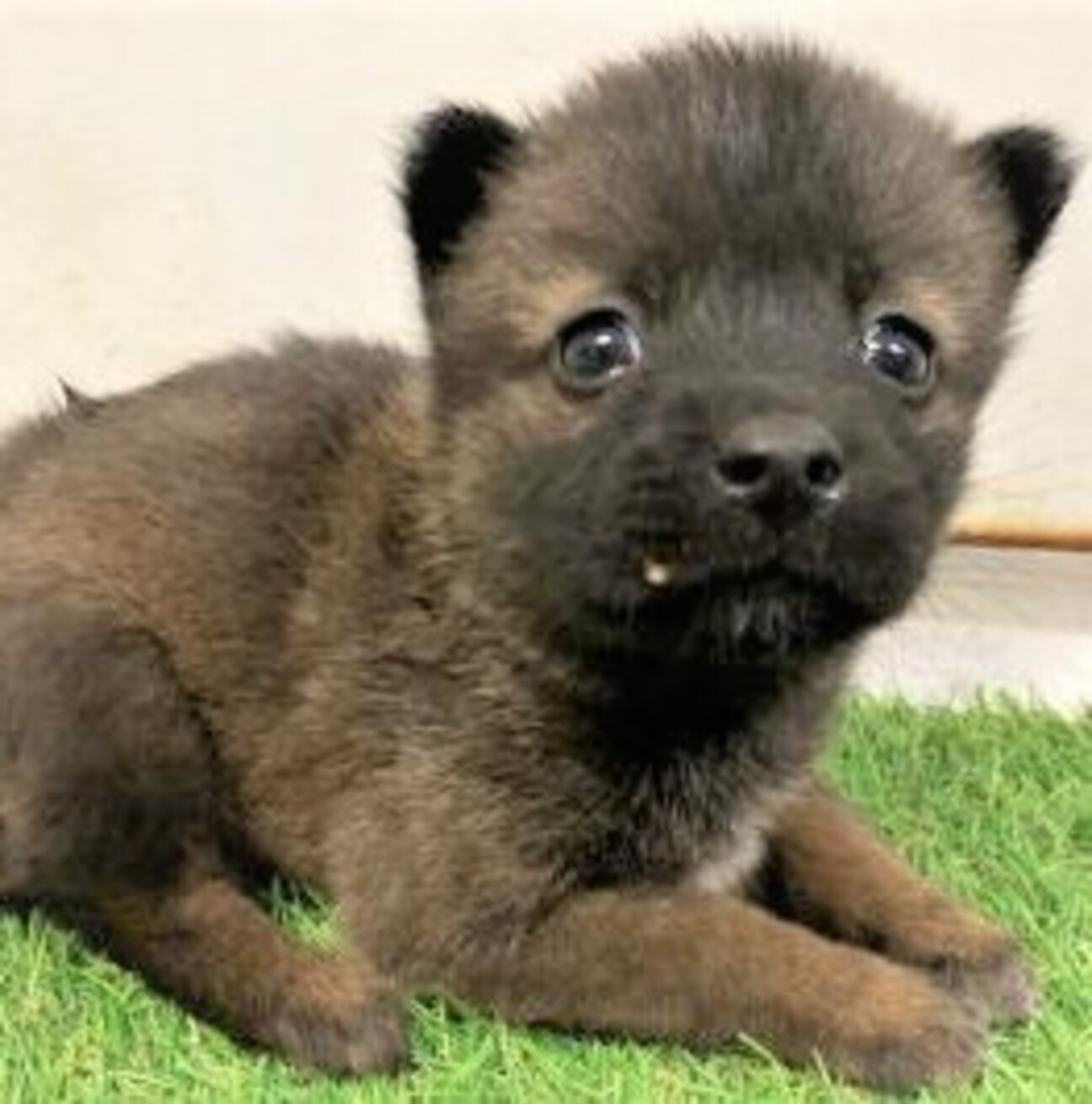 4 3 434 可愛い子 山口県 犬の里親募集 ペットのおうち 月間利用者150万人