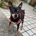 シニアミニチュアピンシャー♀人好き