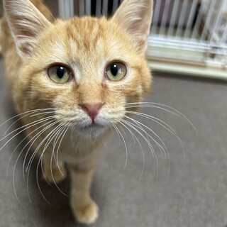 元気に成長中♡茶トラ3ヶ月イヴリン