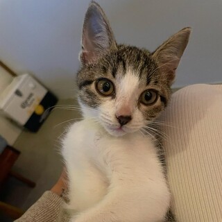 人馴れ抜群の甘えん坊キジシロボーイ