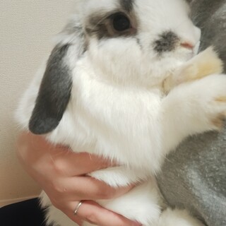 ホーランドロップの男の子