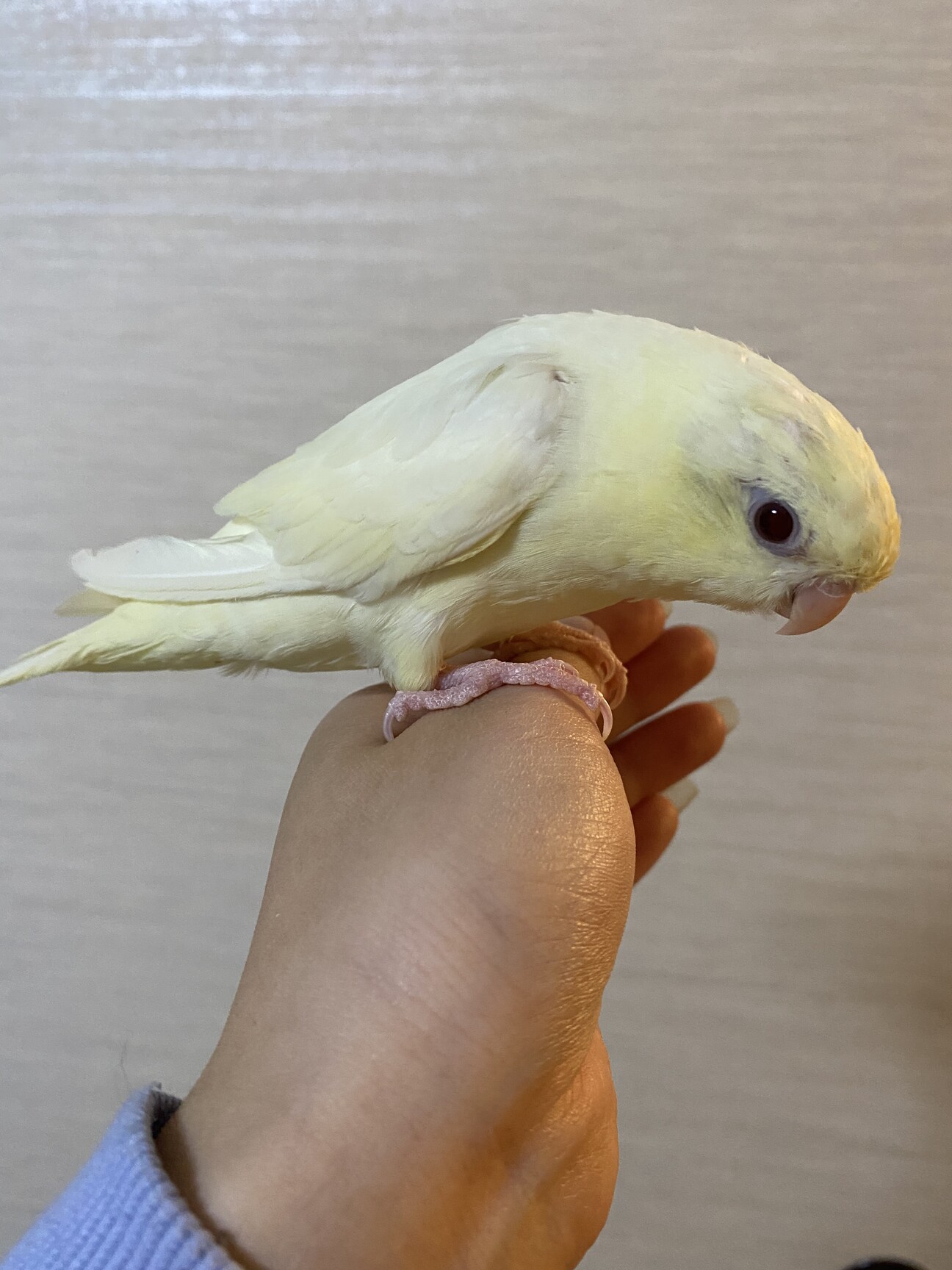 サザナミインコ クリーム」福岡県 - 鳥の里親募集(441318) 4枚目の