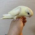 サザナミインコ クリームイノ オス 《バニラ》