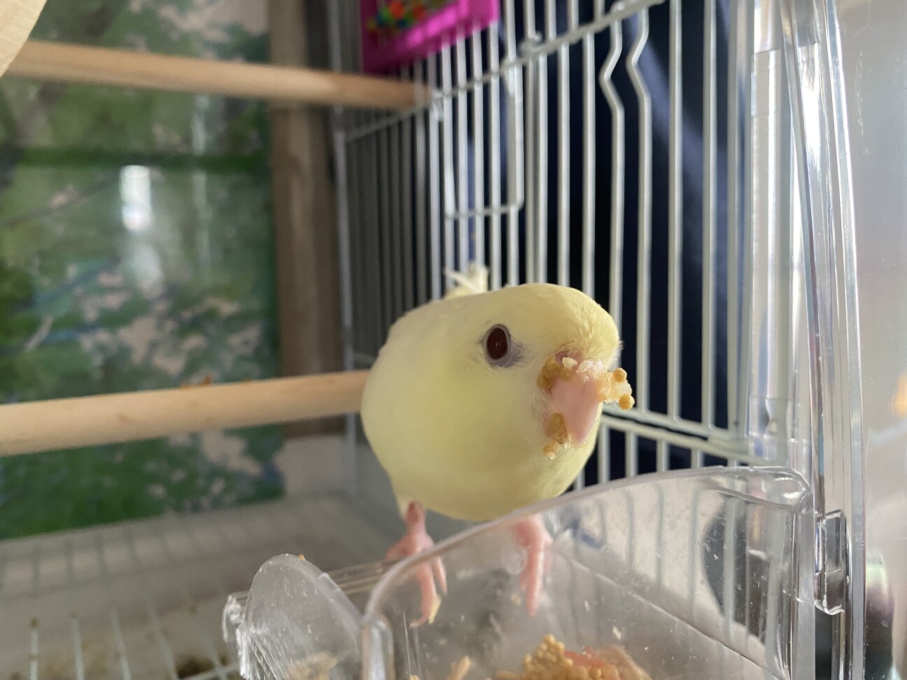 サザナミインコ クリーム」福岡県 - 鳥の里親募集(441318) 4枚目の