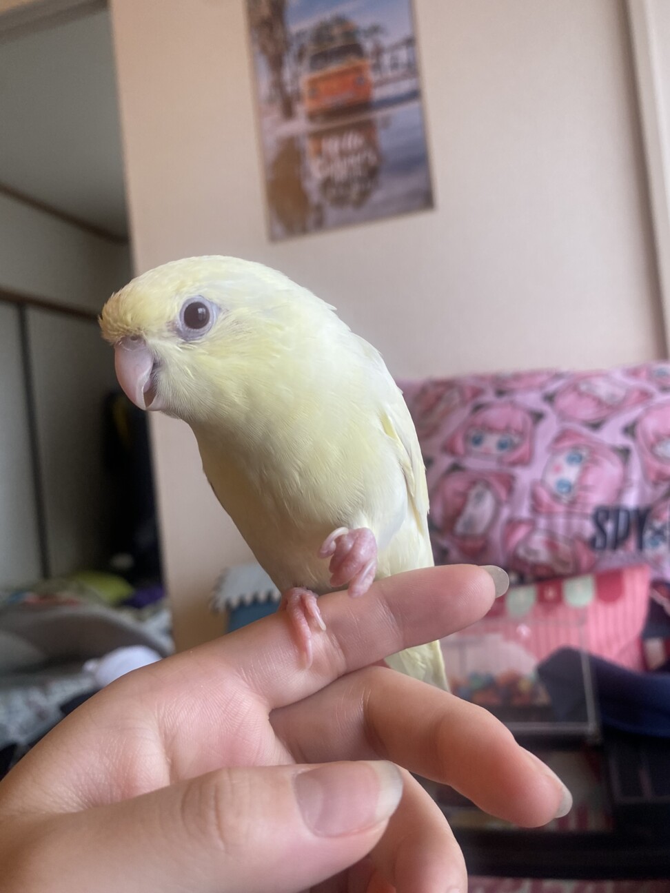 サザナミインコ クリーム」福岡県 - 鳥の里親募集(441318) 6枚目の