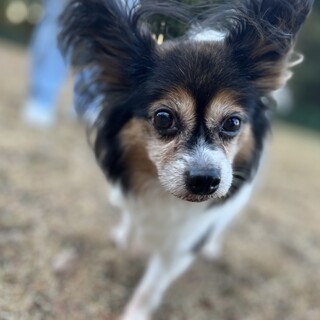 慣れると甘えん坊パピヨン女の子