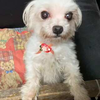 可愛いマルチーズの「マルちゃん」人が大好き