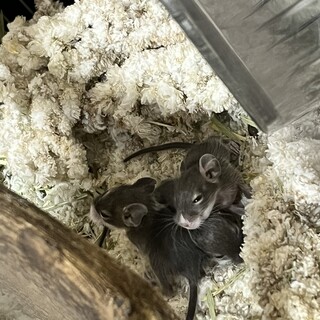 デグー赤ちゃん3匹です。