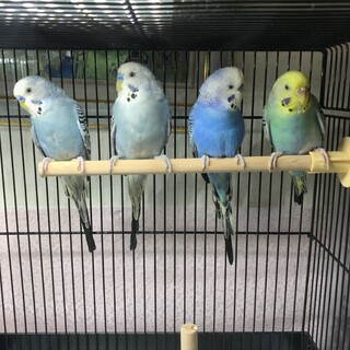 生後約1年のセキセイインコ