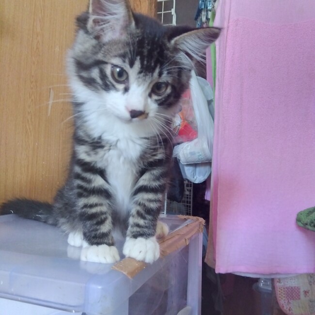 まねき猫！のカバー写真