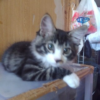 ふわふわもこもこの子猫