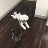 お散歩行くの待ってる☆