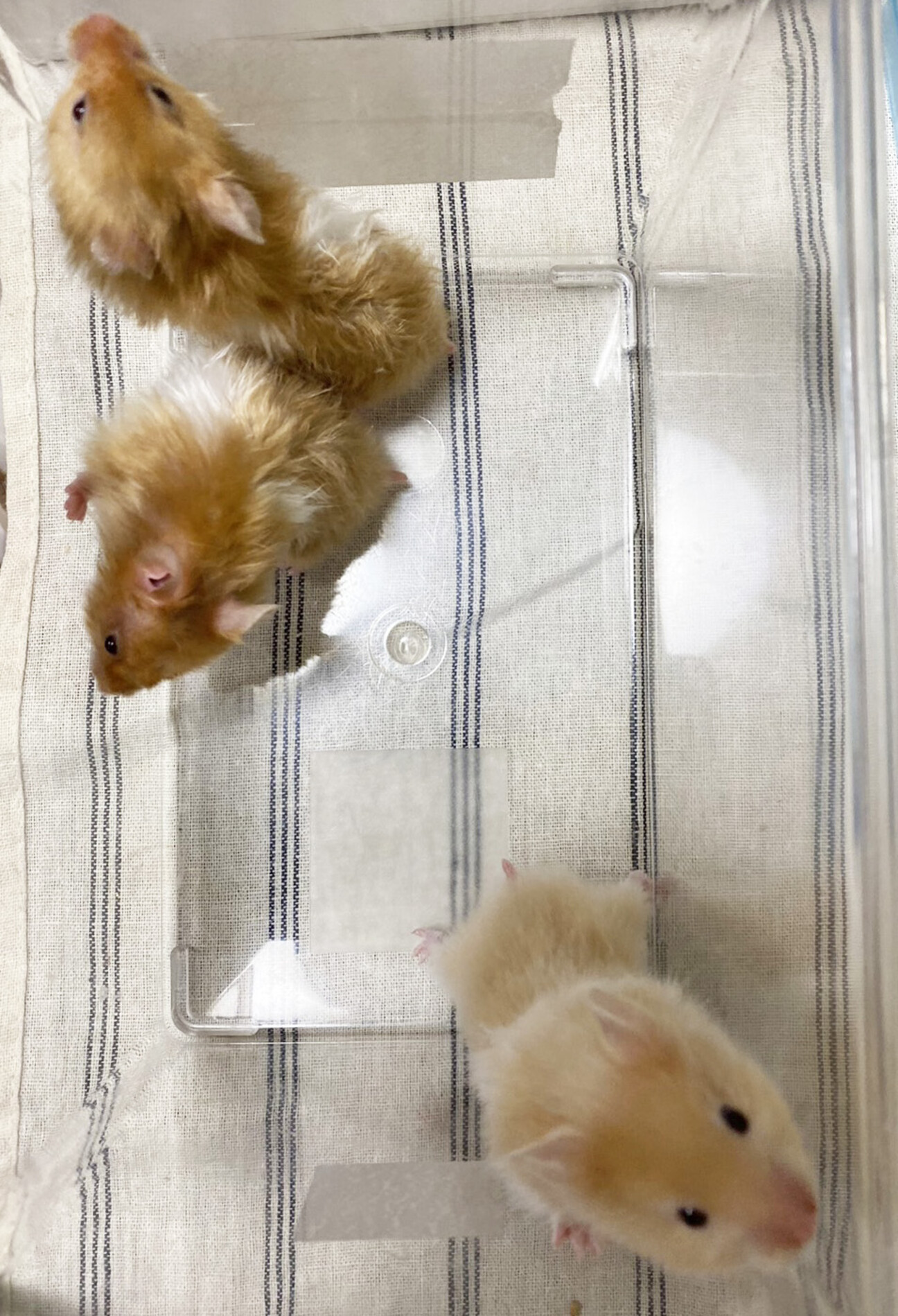 ゴールデンハムスター(サ」東京都 - 小動物の里親募集(441343