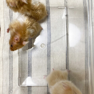 ゴールデンハムスター(サ」東京都 - 小動物の里親募集(441343