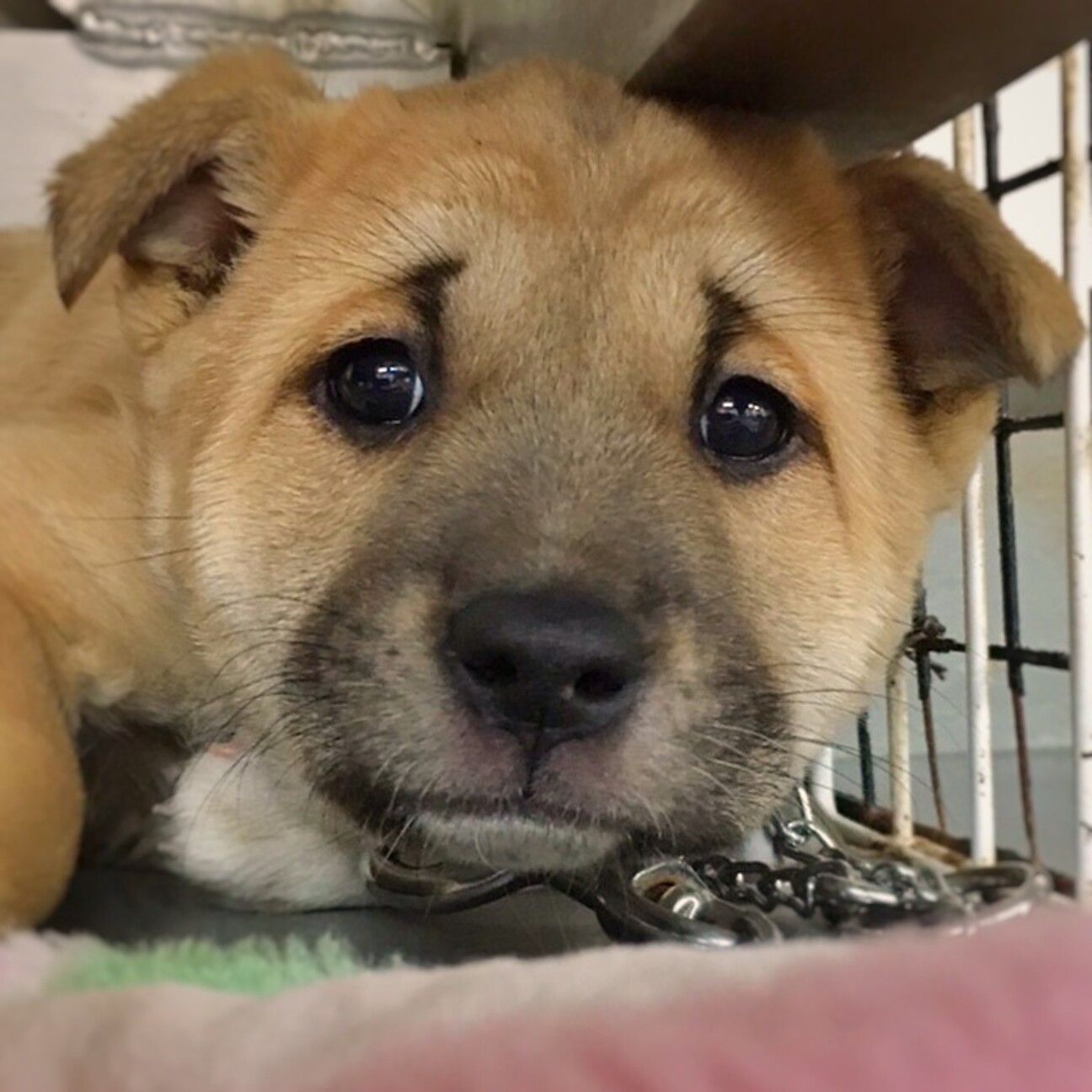 相談中 かわいい子犬 岡山県 犬の里親募集 ペットのおうち 月間利用者150万人