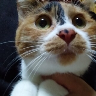 推定６月頭生まれ 三毛猫らんちゃん☆