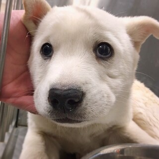 【相談中】かわいい子犬　しろじろうくん　2ヶ月