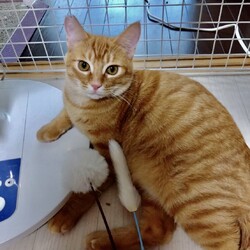 おとな猫とのあかい糸 サムネイル2