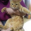 可愛い保護猫の里親さん募集