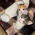 生後25日前後の兄妹子猫(募集一時停止中)