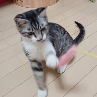 ご高齢の方、犬の飼い主さん、一匹飼いの方にお勧め