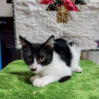 人見知りの女の子、ウララちゃん