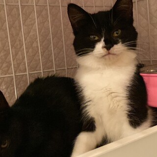 TNR現場で保護！黒白の甘えん坊ちゃん