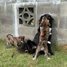 琉球犬MIX2か月女子ふーちゃん サムネイル4