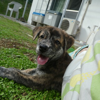 琉球犬MIX2か月女子ふーちゃん