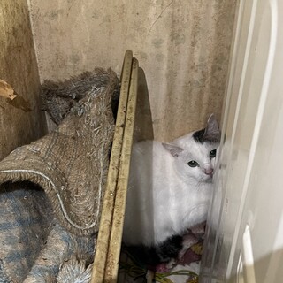 白猫耳黒さん＊ビビりのキティ 2歳♀