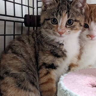 手足の先は白いです　三毛猫もえちゃん