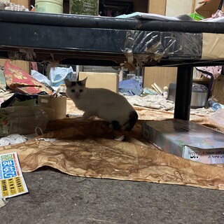 白猫両耳黒くんのモフィ＊キティと双子さん2歳♂