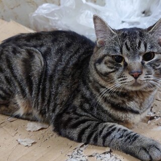 キジトラ柄のキジトラ君＊3歳♂