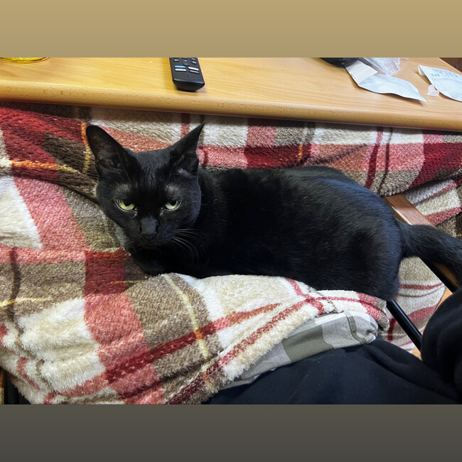 みゅうくろむぎのカバー写真