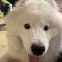 人懐っこいサモエドの里親募集