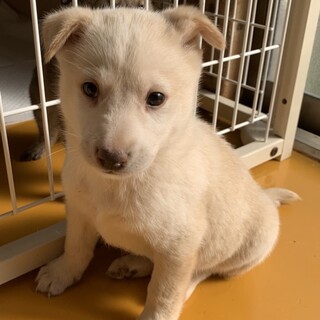 保健所からレスキューした子犬♂ダン