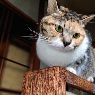 三毛猫＊黒茶色のチャトラさん 3歳♀