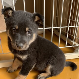 保健所からレスキューした子犬♂りょうま