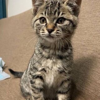 2ヶ月半の可愛い男の子「ちょーなん」
